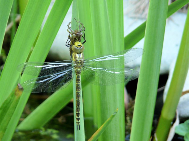 Aeshna cyanea , femmina neosfarfallata